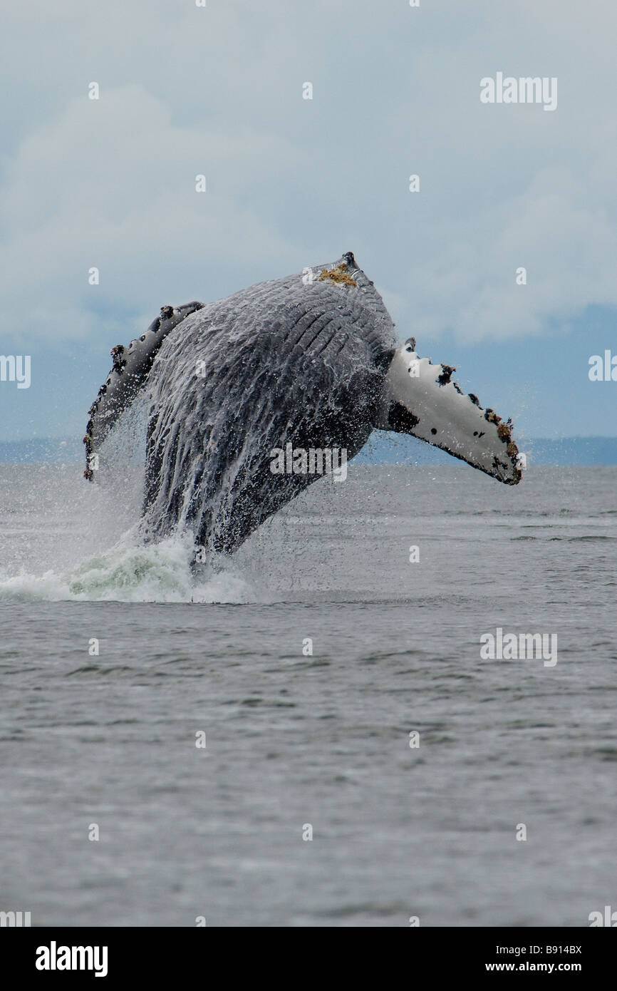 Verletzung der Buckelwal Impressionen Novaeangliae Southeast Alaska Stockfoto