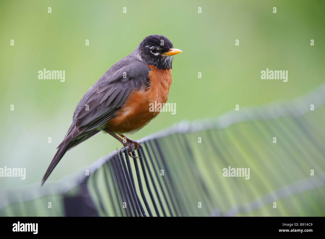 American Robin Turdus Migratorius Migratorius Mann sitzt auf einem Zaun Stockfoto