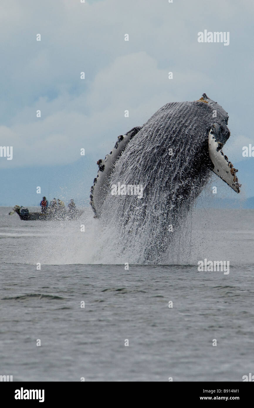 Verletzung der Buckelwal Impressionen Novaeangliae Southeast Alaska Stockfoto