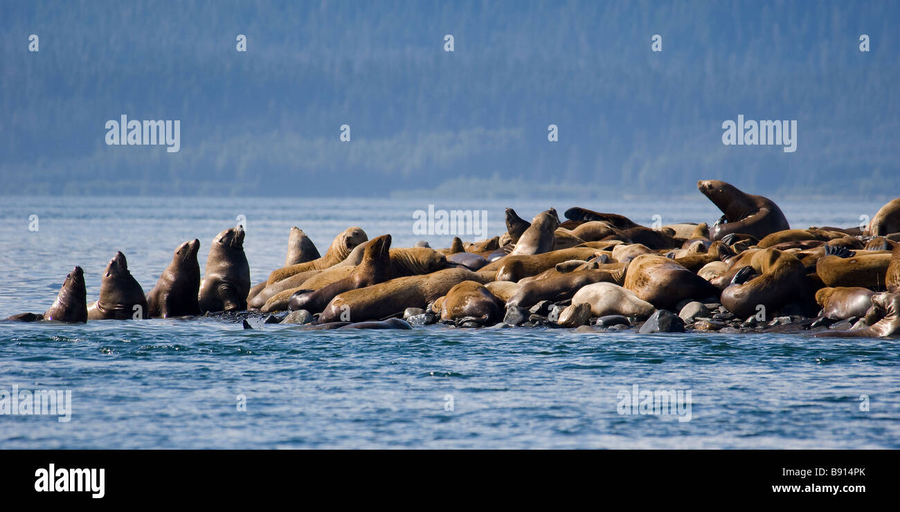 Steller Seelöwen Eumetopias Jubatus auf Haulout Alaska Stockfoto