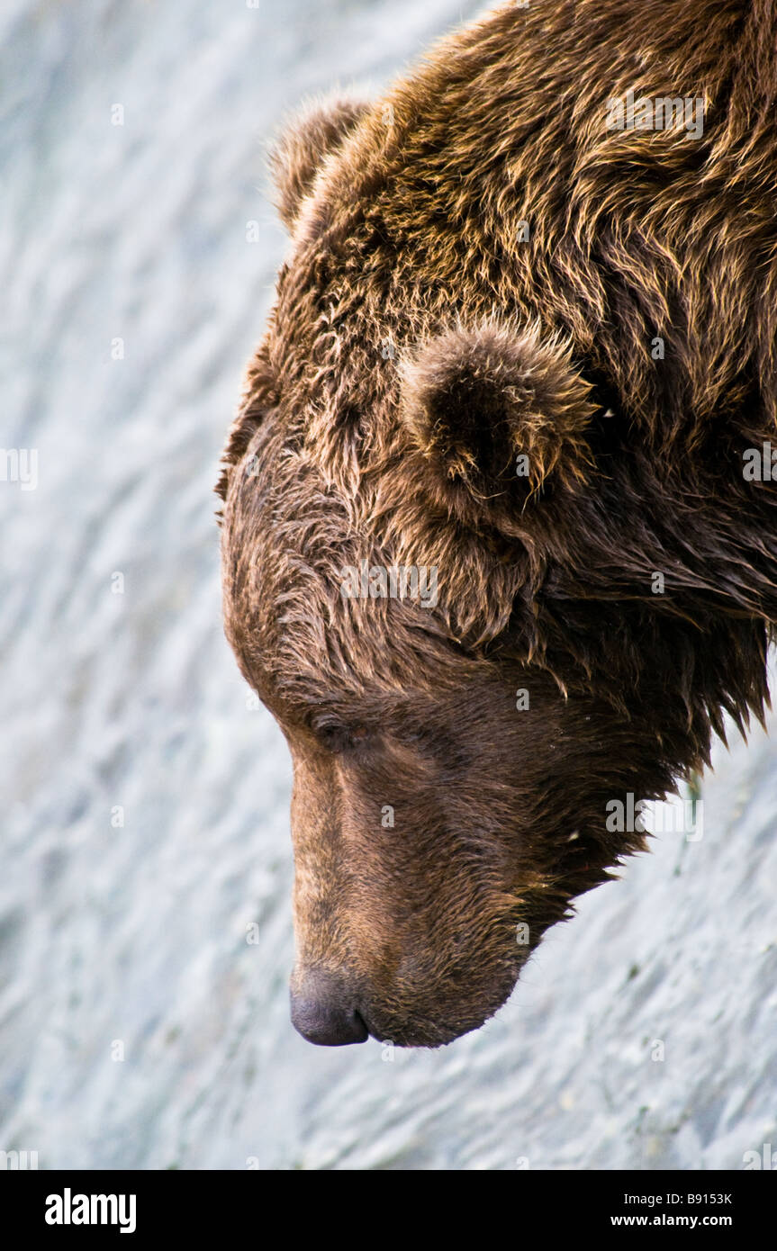Schließen Sie sich an Profil von einem wilden erwachsenen männlichen Grizzly Bär Kopf, Ursus arctos horriblis, Katmai National Park, Alaska, USA Stockfoto