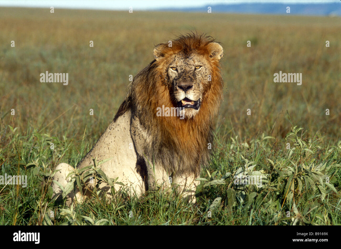 Männliche Löwen sitzen in Grünland im Serengeti Nationalpark Tansania Ostafrika sein Antlitz und Mähne sind mit fliegen bedeckt. Stockfoto