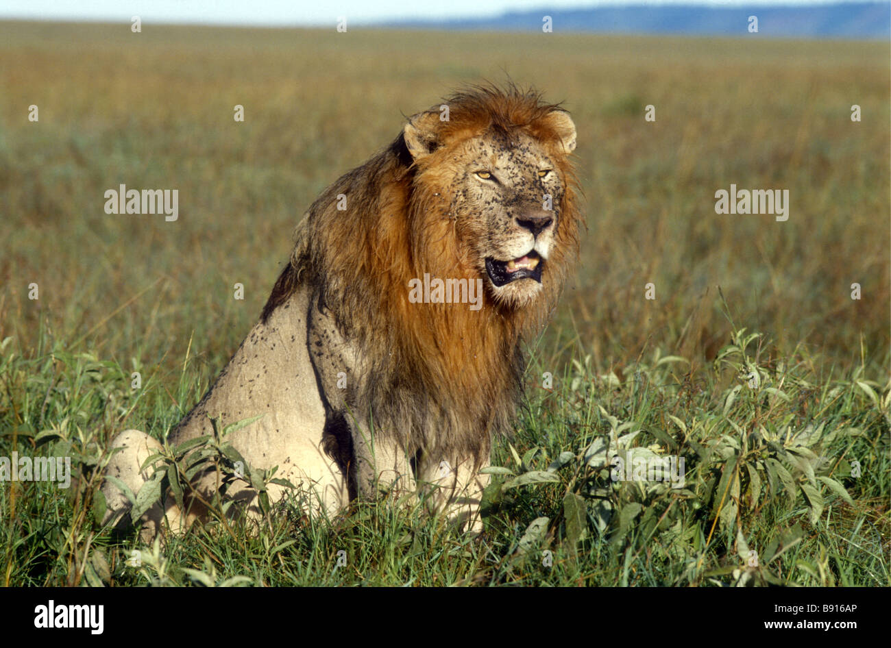 Männliche Löwen sitzen in Grünland im Serengeti Nationalpark Tansania Ostafrika Stockfoto