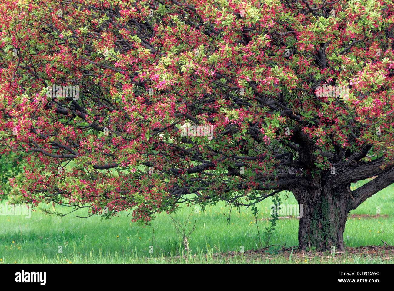 BLÜTENBÄUMEN ZIERAPFEL, MALUS CORALBURST IN MINNESOTA LANDSCHAFT ARBORETUM, CHASKA, MINNESOTA.  FRÜHLING. Stockfoto