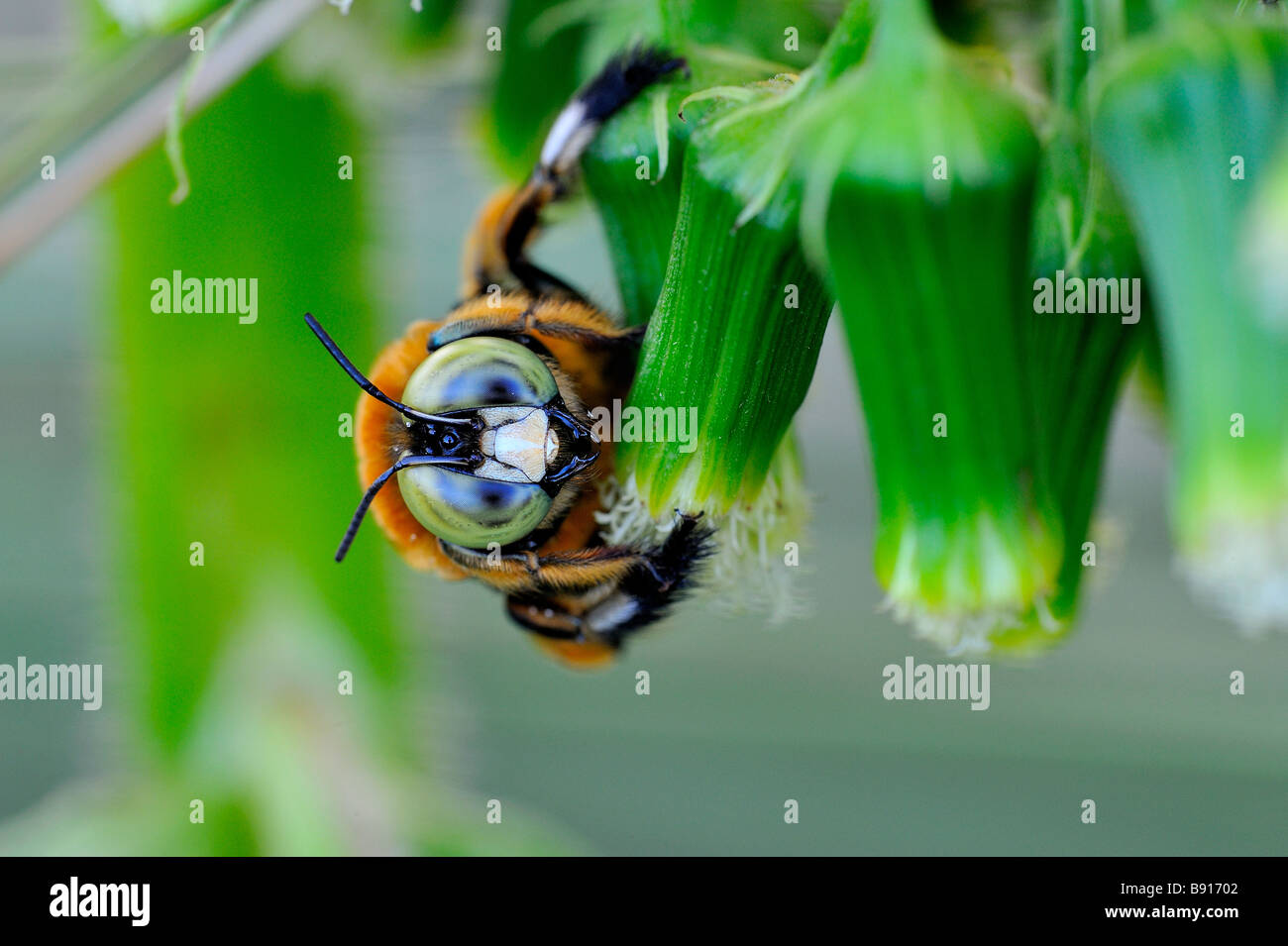 Green-Eyed Biene: Xylocopa Virginica. Stockfoto