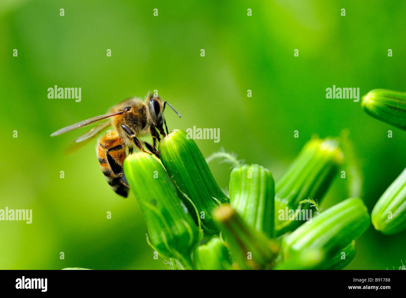 Honigbiene. Stockfoto