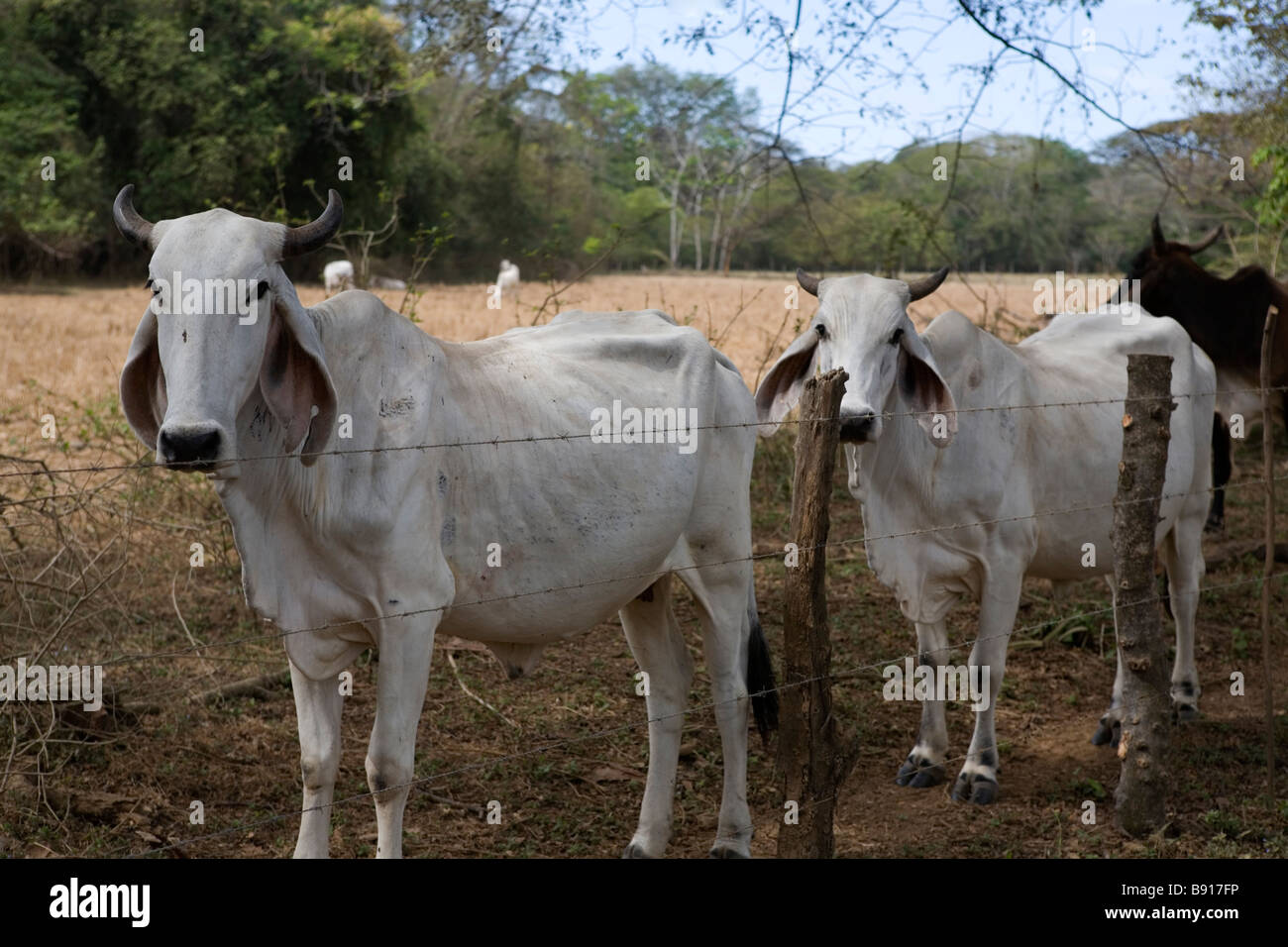 Zebu-Rinder auf der Halbinsel Nicoya in Guanacaste Provinz von Costa Rica. Stockfoto