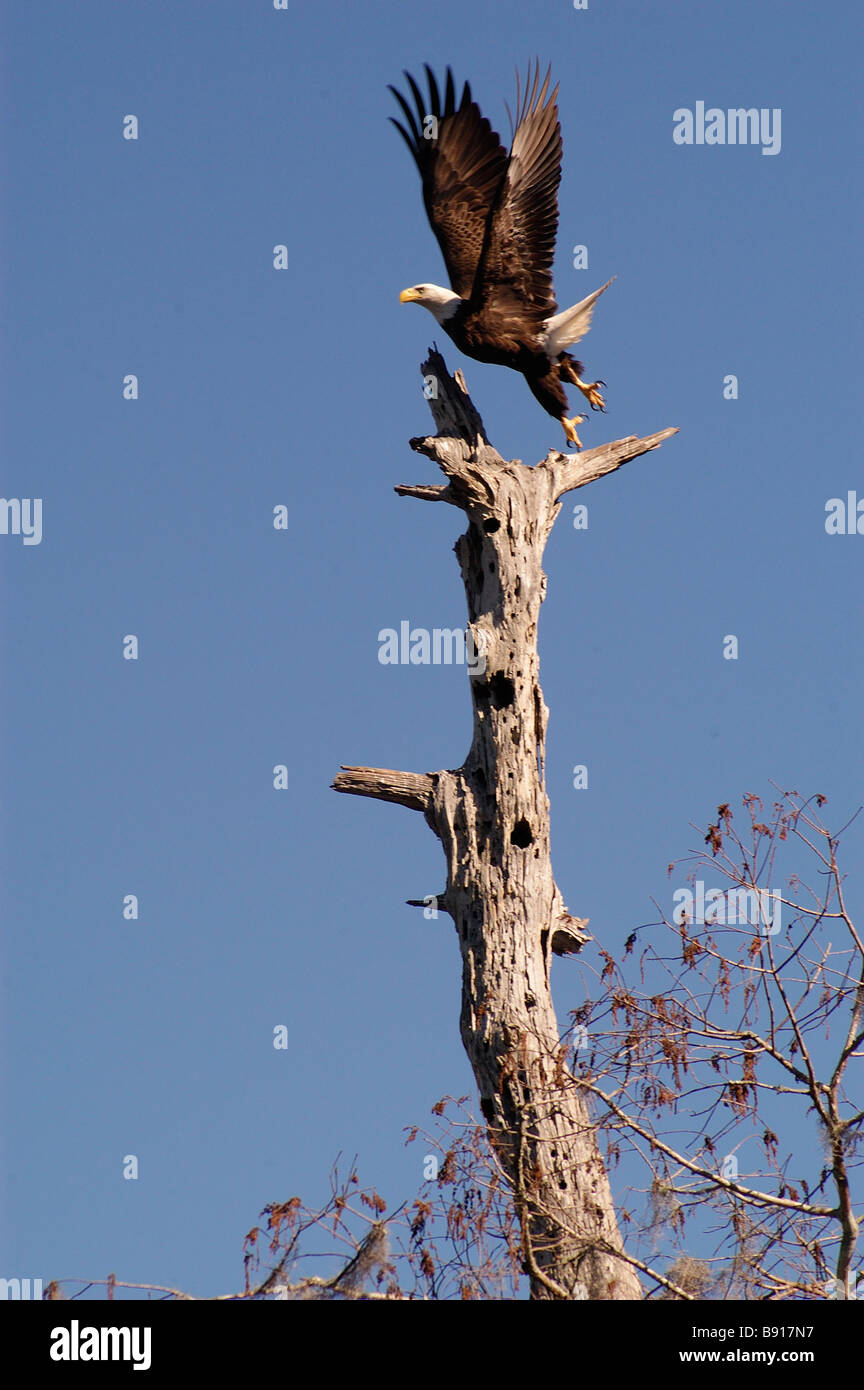 Weißkopf-Seeadler verlässt seine hohe Barsch auf einen abgestorbenen Baum Stockfoto