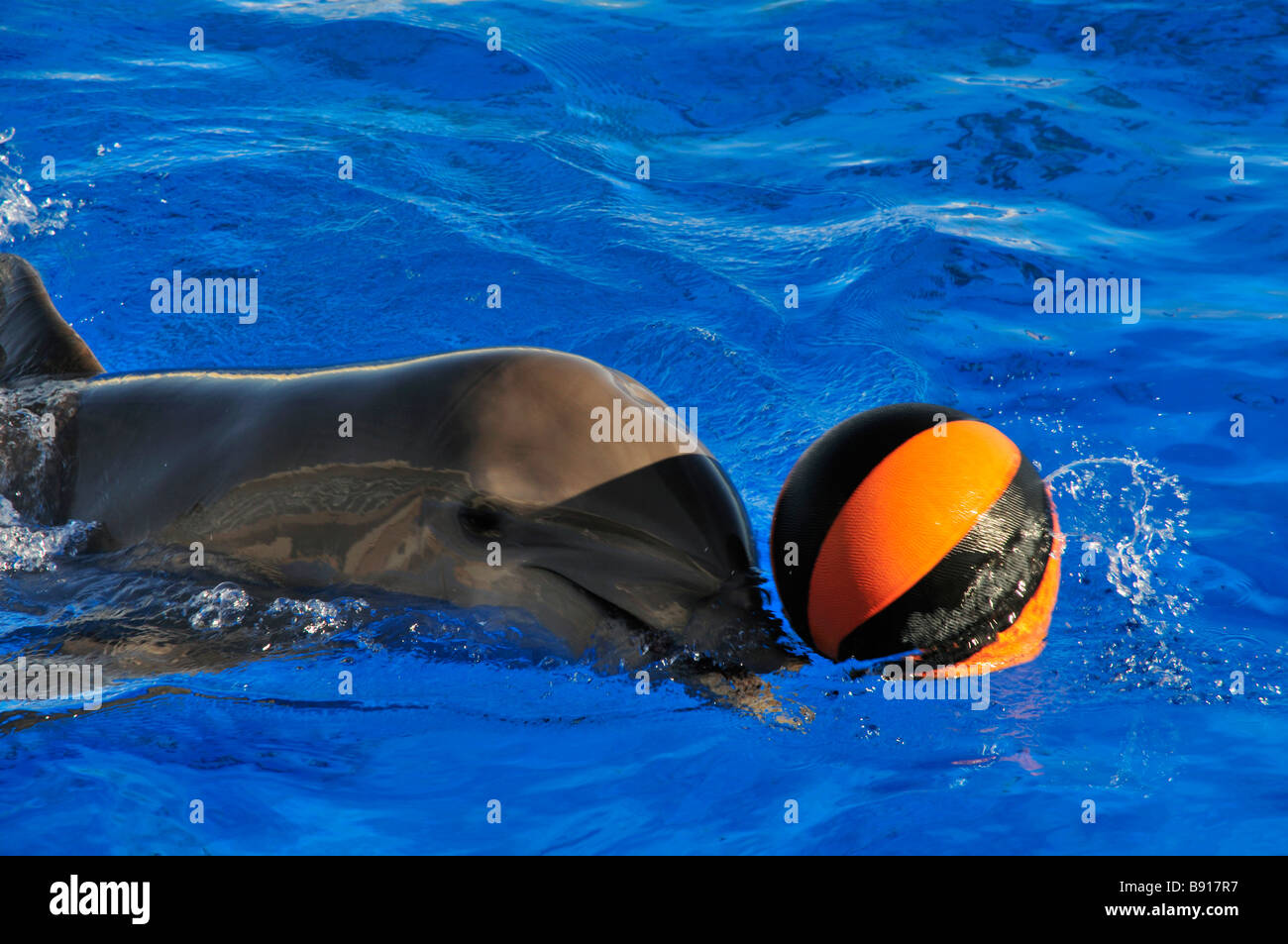 Atlantische große Tümmler spielen mit einem Ball in einem großen Behälter im Marineland Stockfoto