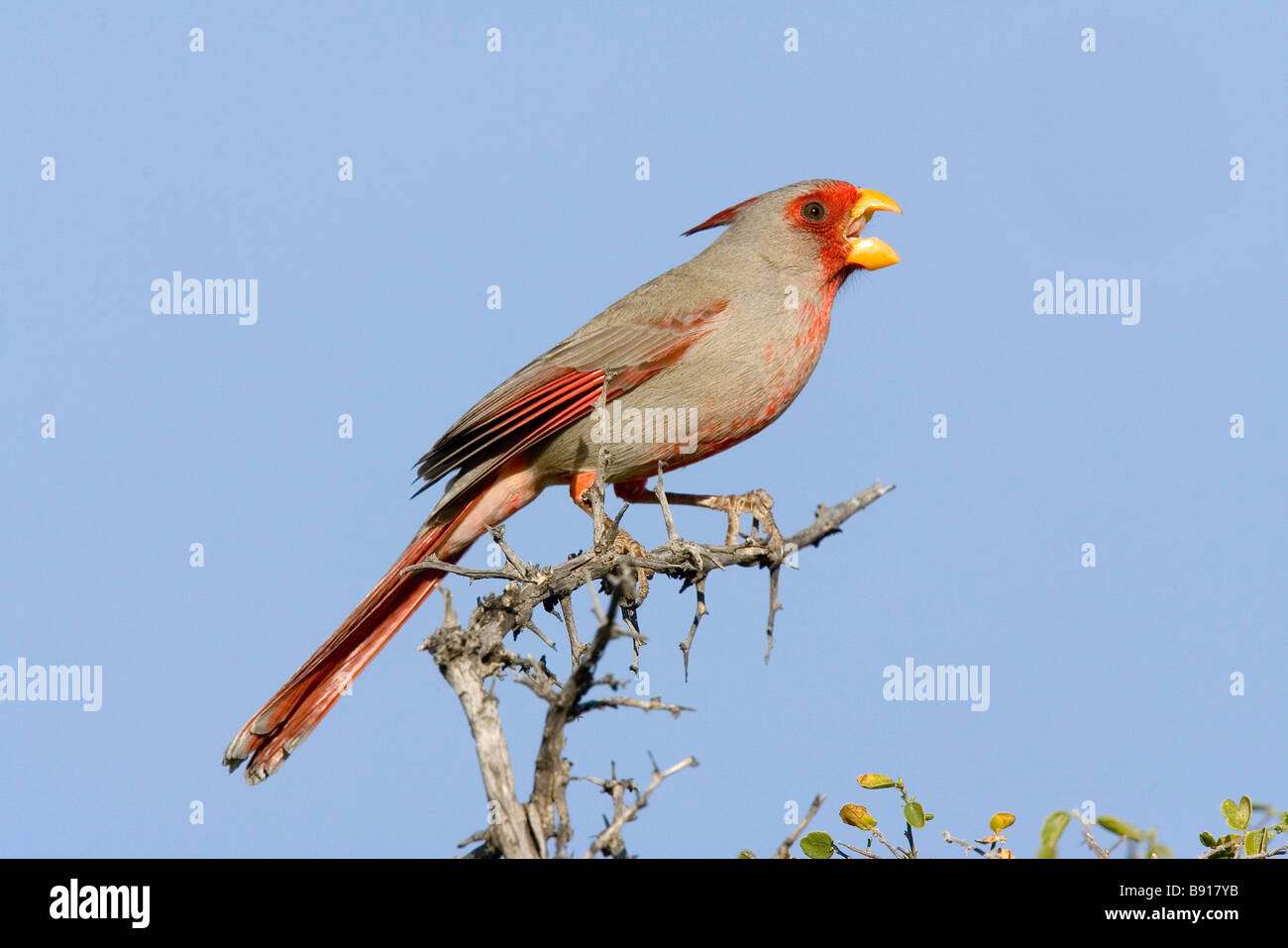 Pyrrhuloxia Cardinalis Sinuatus Tucson Pima County Arizona USA 8 März Erwachsene männliche Cardinalidae Stockfoto