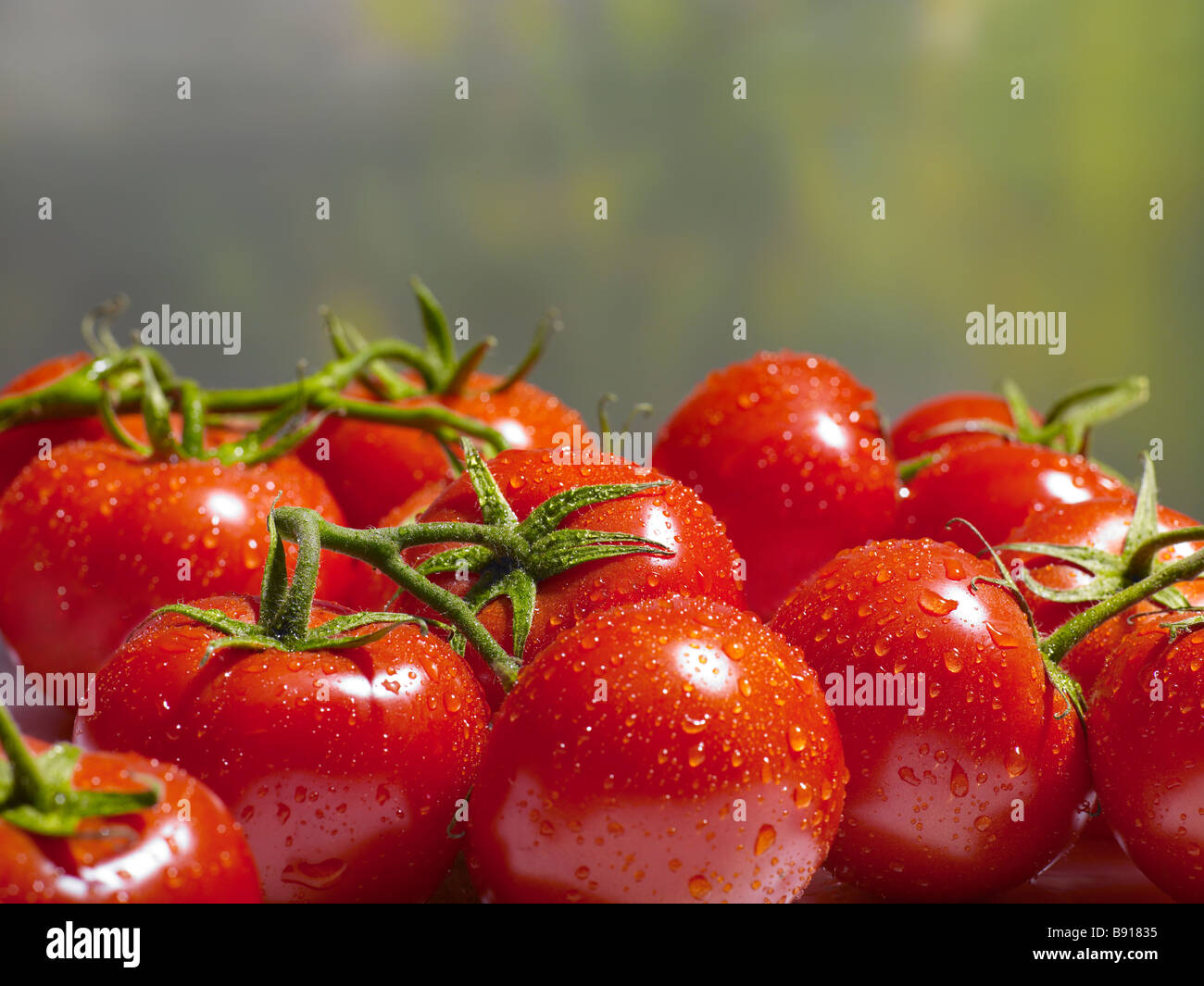 Frische Tomaten Stockfoto