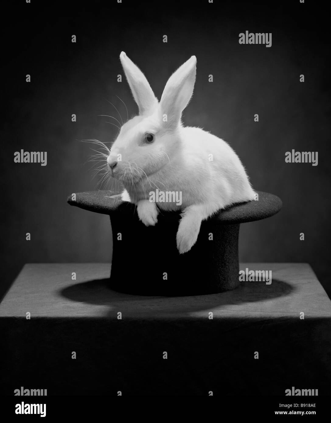 Kaninchen im Hut Stockfoto