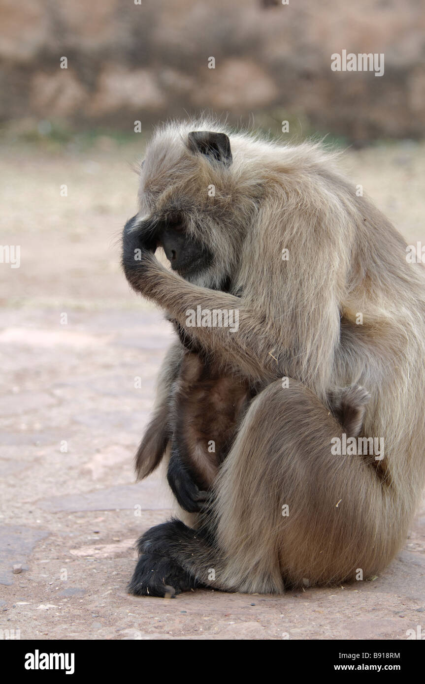 Weibliche Hanuman Languren Semnopithecus Entellus denken Ranthambore Nationalpark Indien Stockfoto