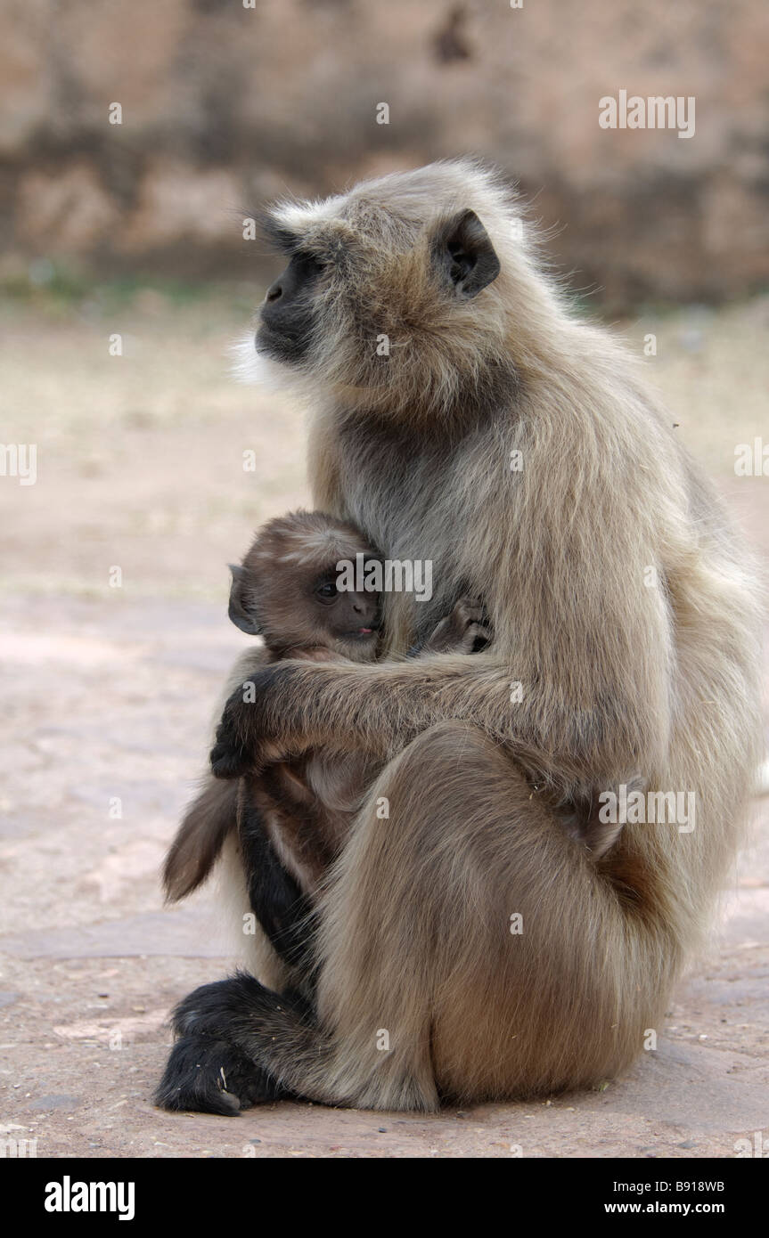 Weibliche Hanuman Languren Semnopithecus Entellus mit ihrem Baby in Ranthambore Nationalpark Indien Stockfoto