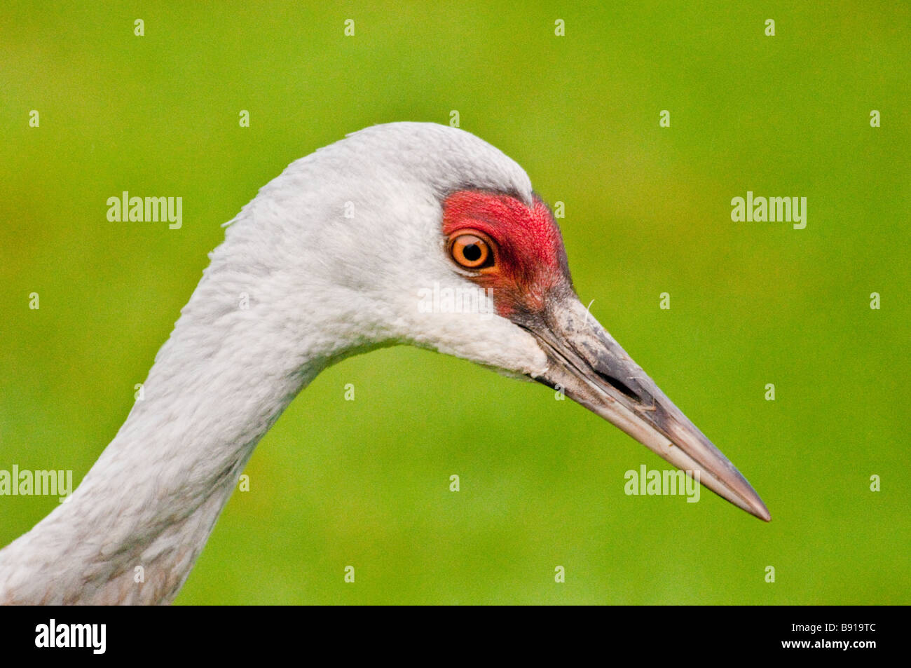 Profil der Kopf von geringerem Sandhill Kran Grus Canadensis Canadensis, Homer, Alaska, USA Stockfoto