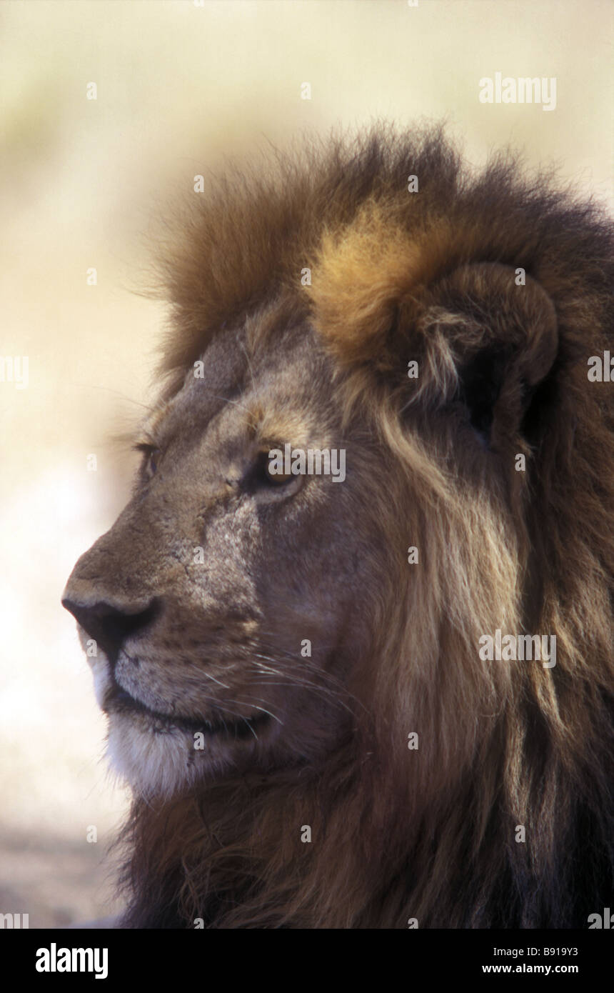 Porträt von männlichen Löwen mit feinen Mähne Serengeti Nationalpark Tansania Ostafrika hautnah Stockfoto