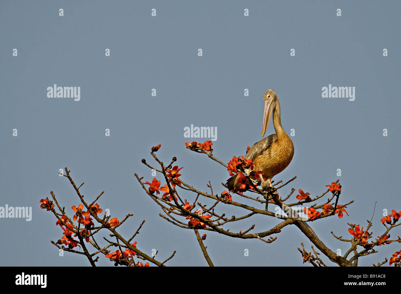 Dalmatinische Pelikan Pelecanus Crispus in ein Blütenbaum Kapok in Kaziranga Nationalpark in Assam Stockfoto