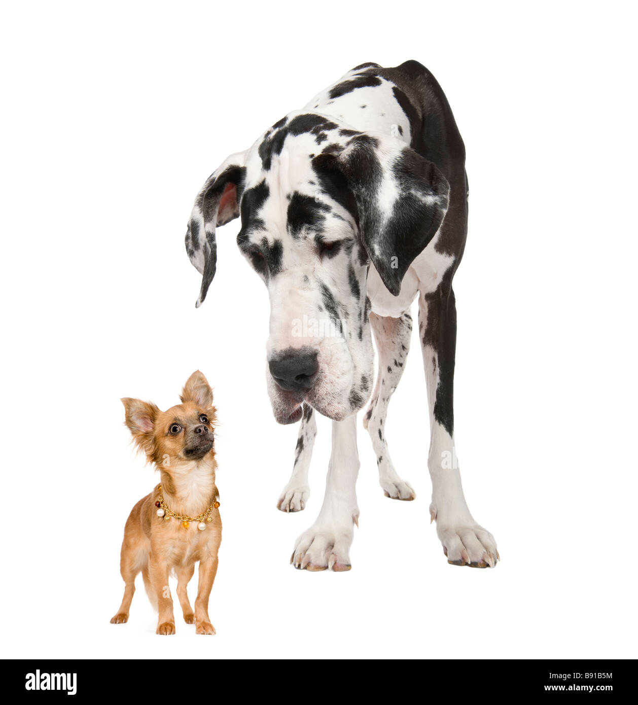Harlekin Dogge 4 Jahre blickte auf einen kleinen Chihuahua 18 Monate vor einem weißen Hintergrund Stockfoto Harlekin Dogge 4 Jahre blickte auf einen kleinen Chihuahua 18 Monate vor einem weißen Hintergrund Stockfoto