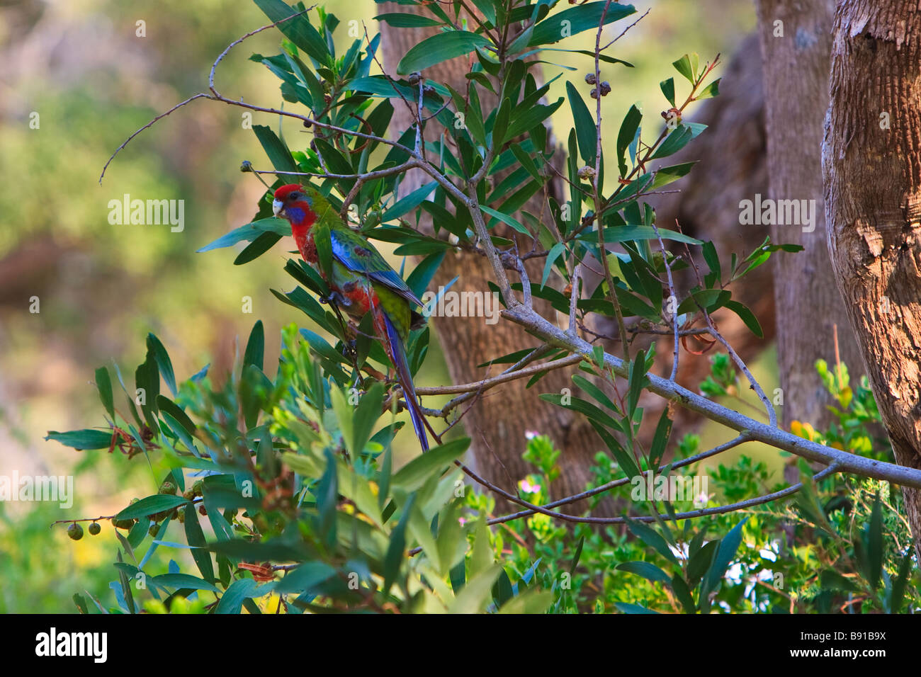 Juvenile Crimson Rosella Platycercus elegans Stockfoto