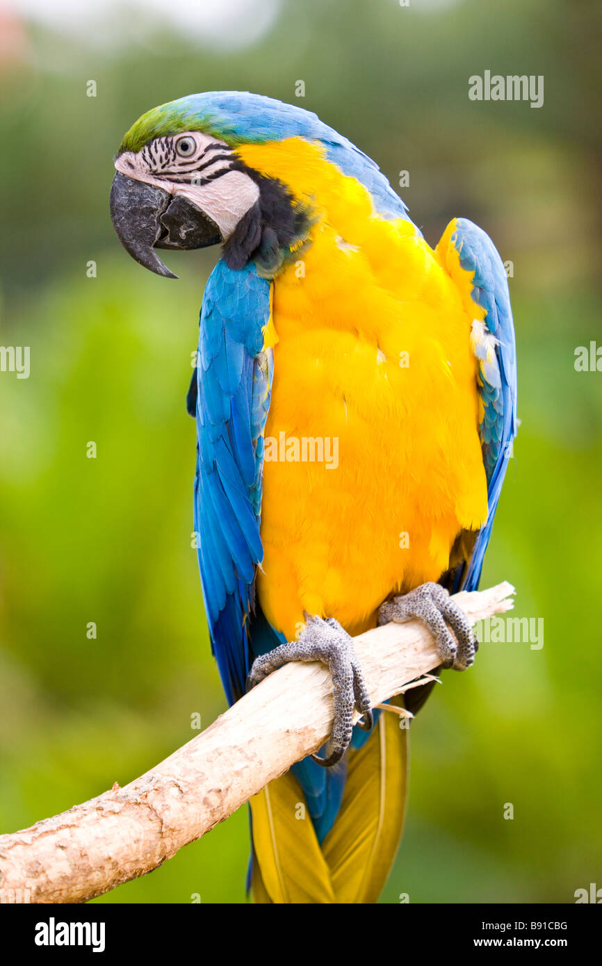 Blau-gelbe Ara oder blau und Gold Aras (Ara Ararauna) Stockfoto