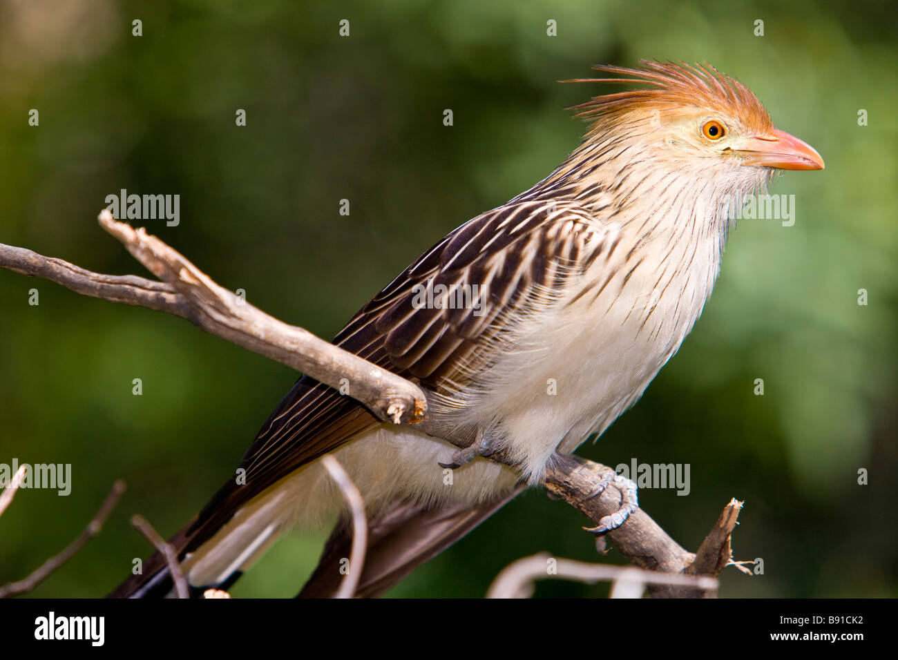 Guira Kuckuck (Guira Guira) Stockfoto