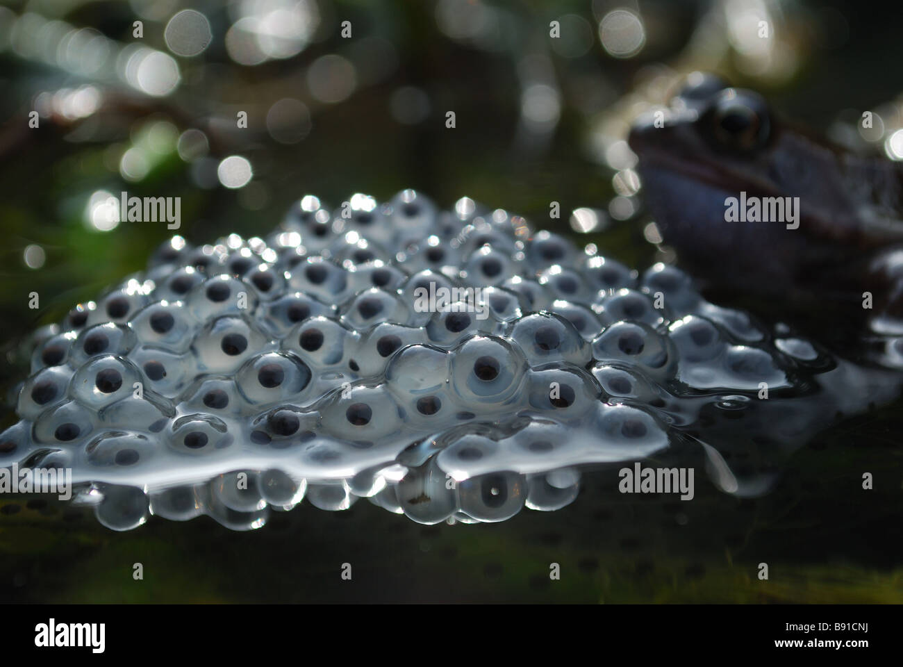 Gemeine froschlaich Fotos und Bildmaterial in hoher Auflösung Alamy