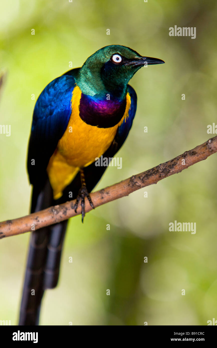 Golden-breasted Starling oder Royal Starling (Cosmopsarus Regius) Stockfoto