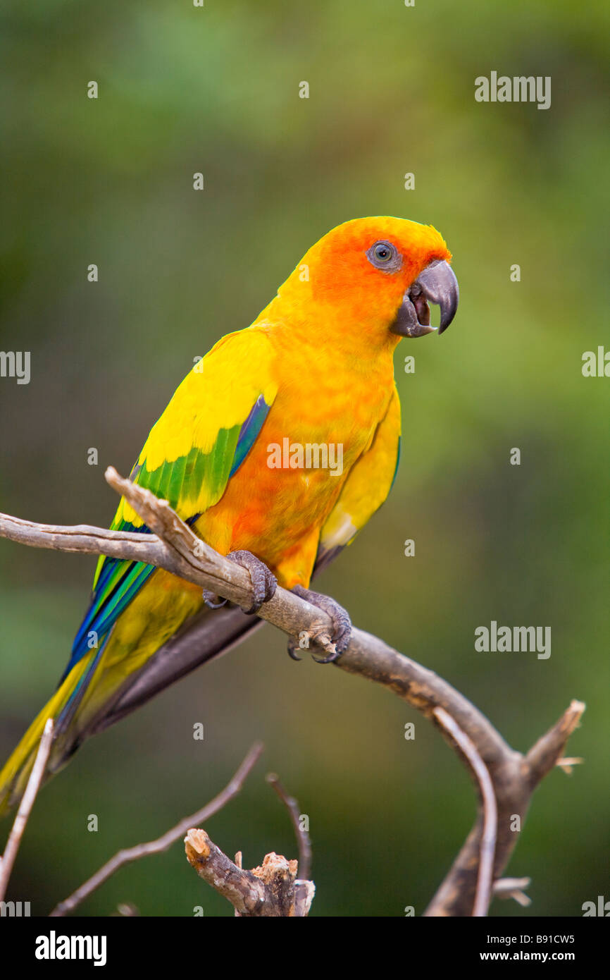 Sun Conure oder Sun Sittich (Aratinga Solstitialis) Stockfoto