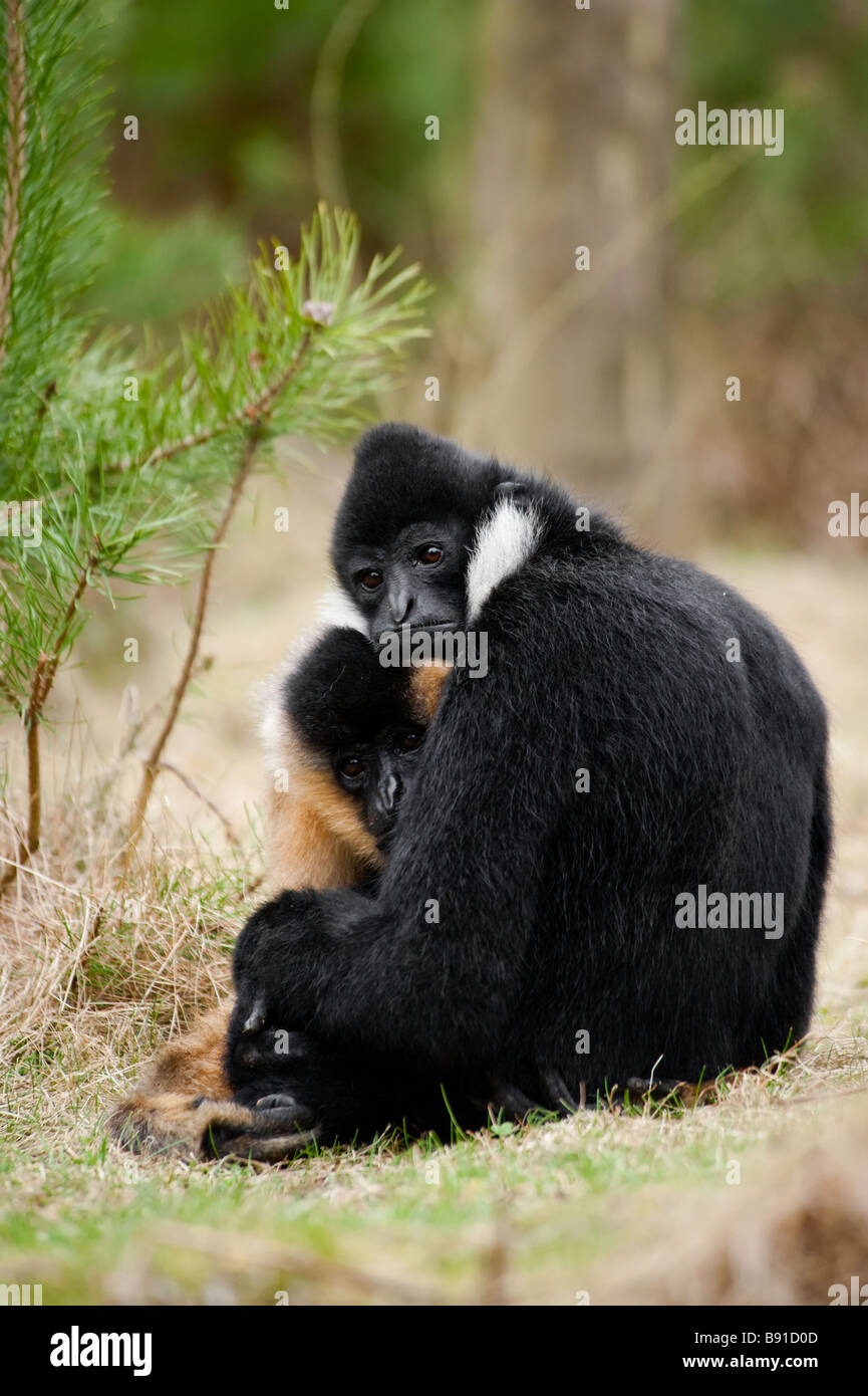 Männlichen und weiblichen weißen Wangen Gibbon Nomascus Leucogenys in der Liebe Stockfoto