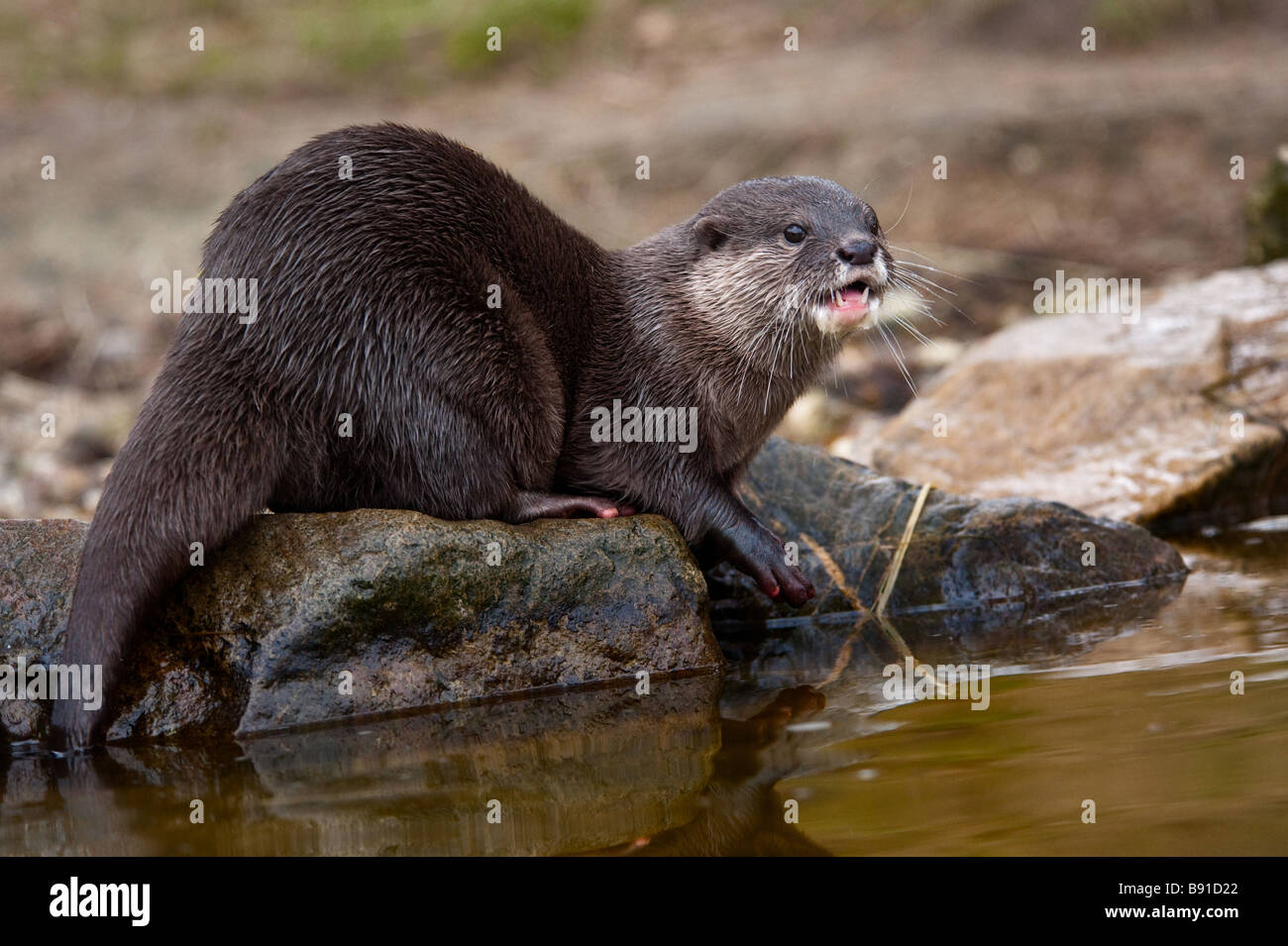 Orientalische kleine krallenbewehrten Otter Aonyx Cinerea auch bekannt als asiatische kleine krallte Otter Stockfoto