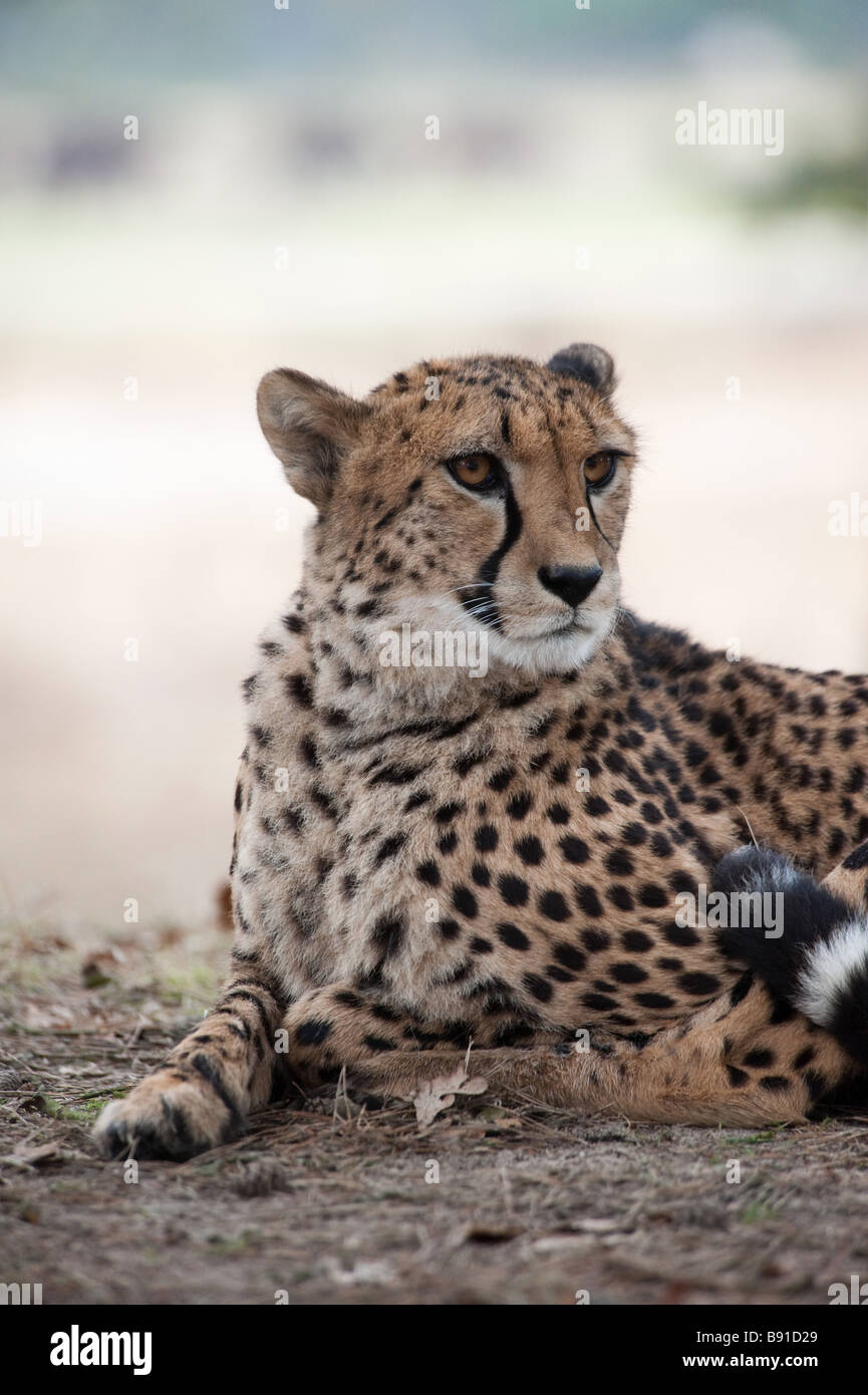 Schöne afrikanische Gepard Acinonyx jubatus Stockfoto