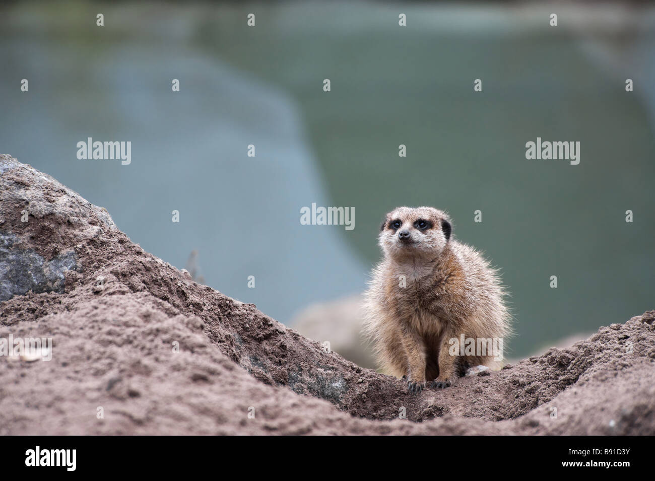 eine niedliche Erdmännchen Suricata suricatta Stockfoto