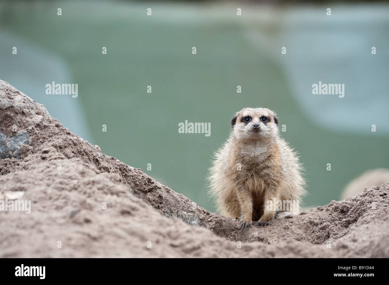 eine niedliche Erdmännchen Suricata suricatta Stockfoto