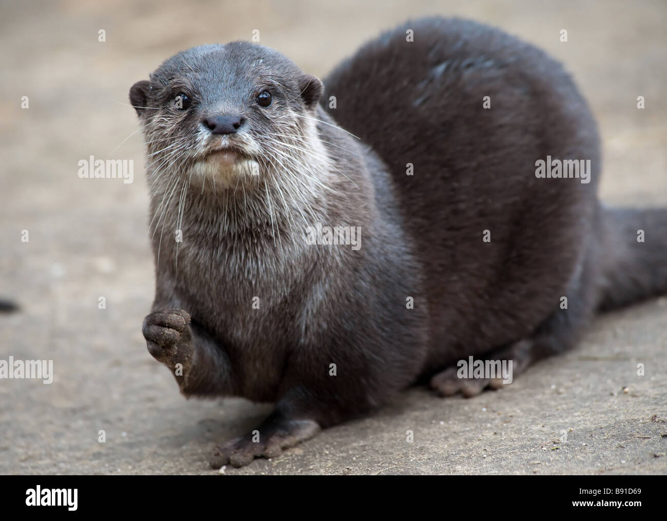 Orientalische kleine krallenbewehrten Otter Aonyx Cinerea auch bekannt als asiatische kleine krallte Otter Stockfoto