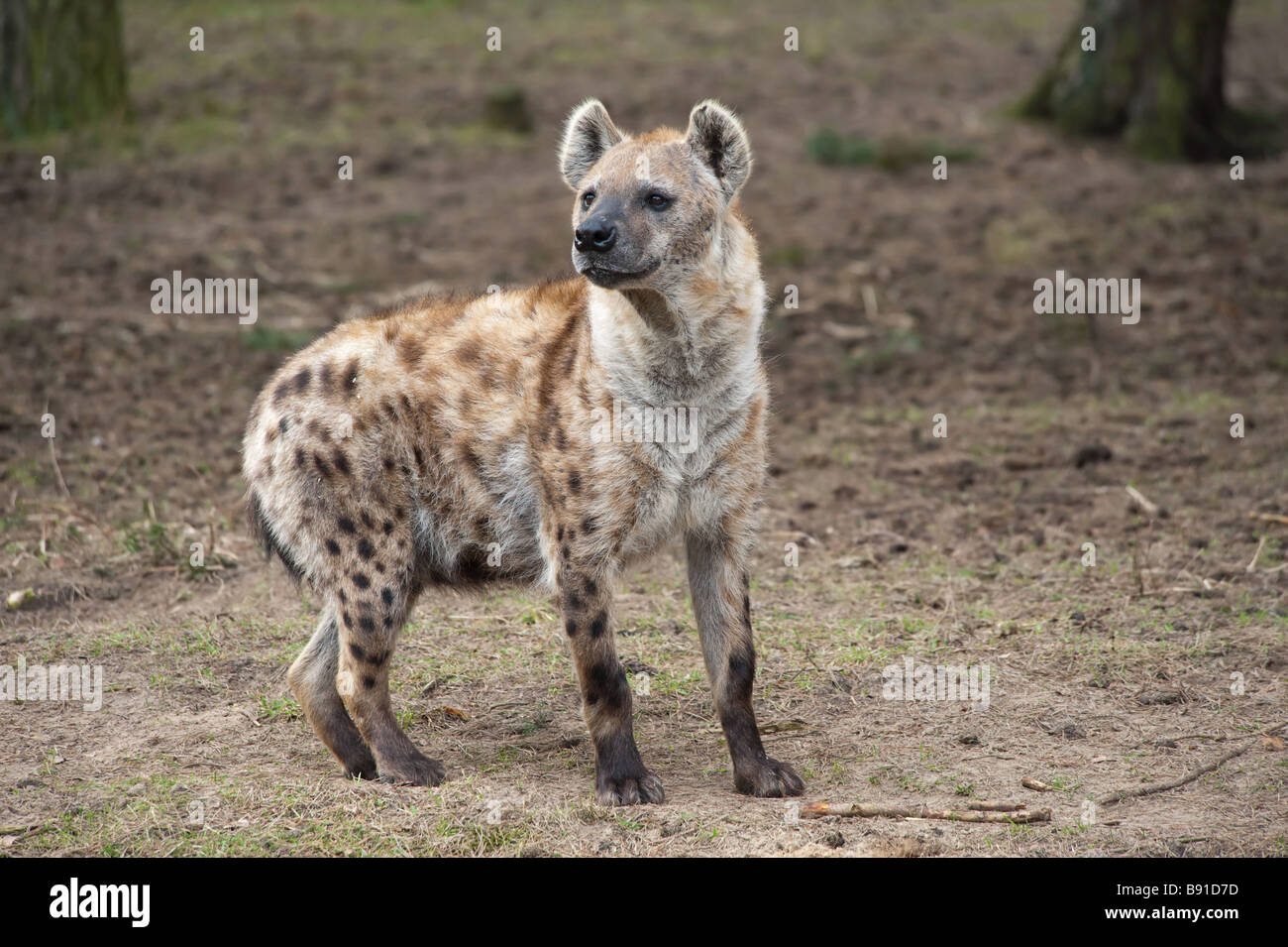 Nahaufnahme einer gefleckten Hyäne Stockfoto