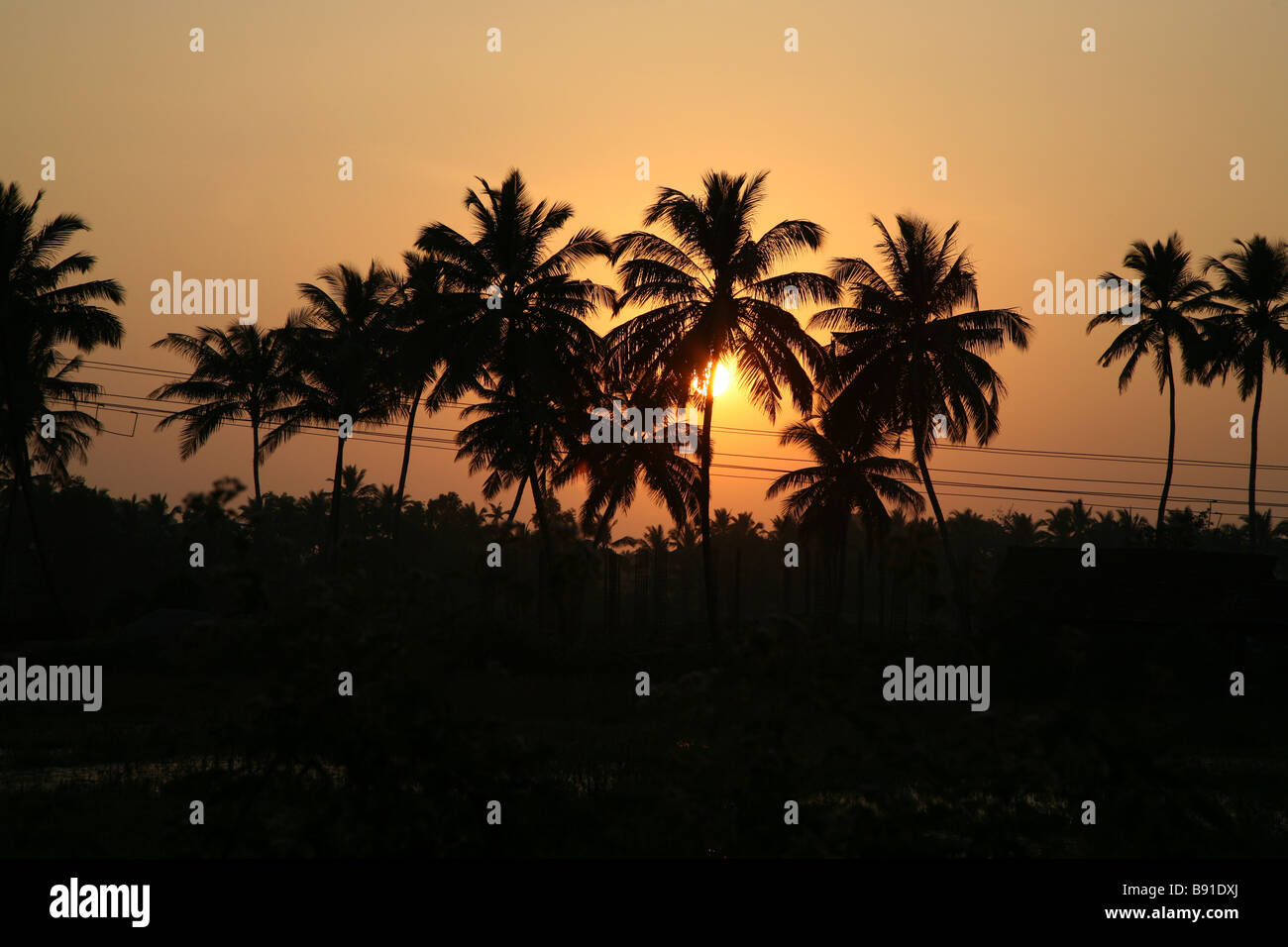 Die Sonne geht über Palmen am Mobor Dorf in Goa, Indien. Stockfoto