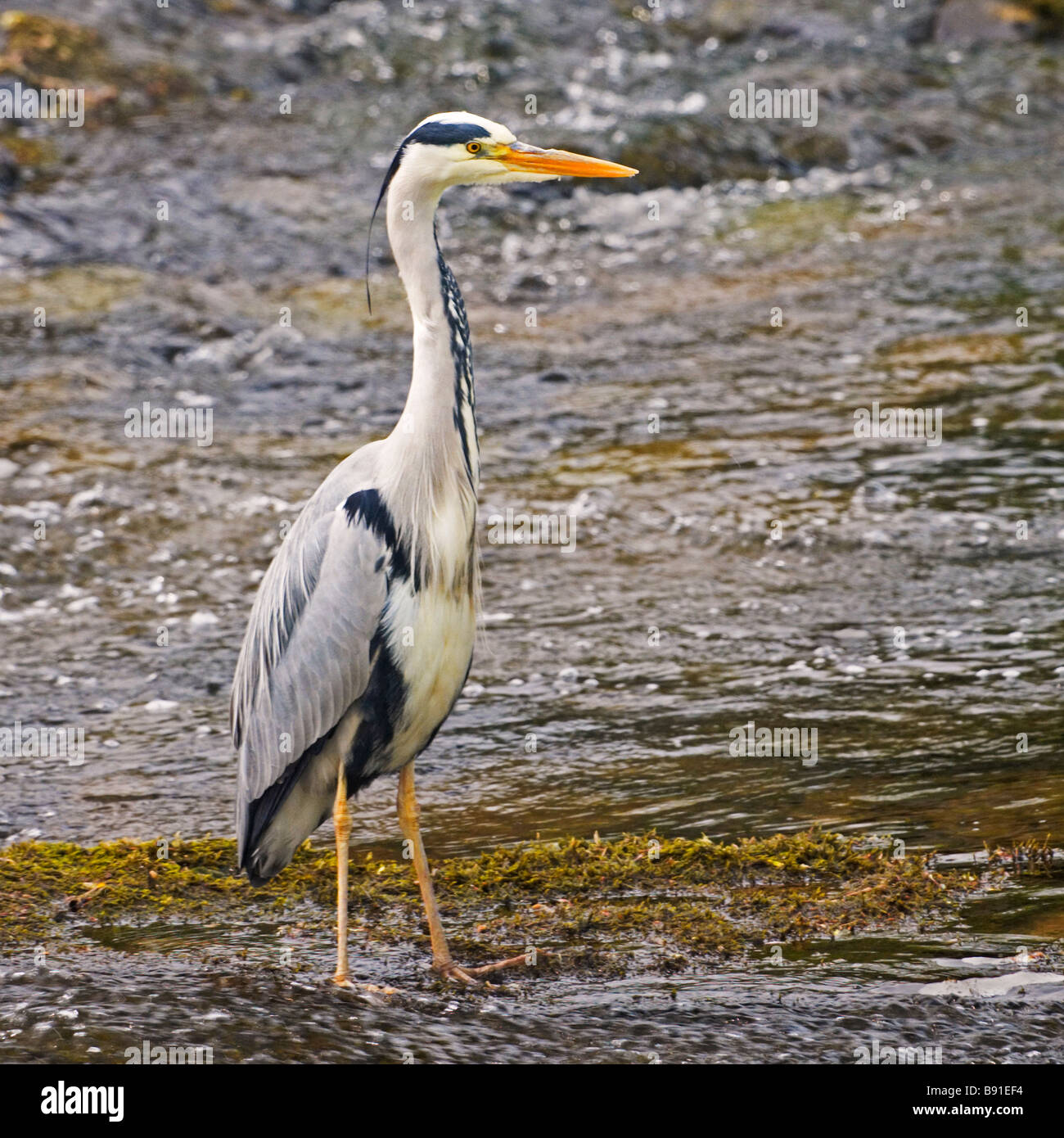 Graue Reiher auf dem Jed Wasser bei Jedburgh Stockfoto