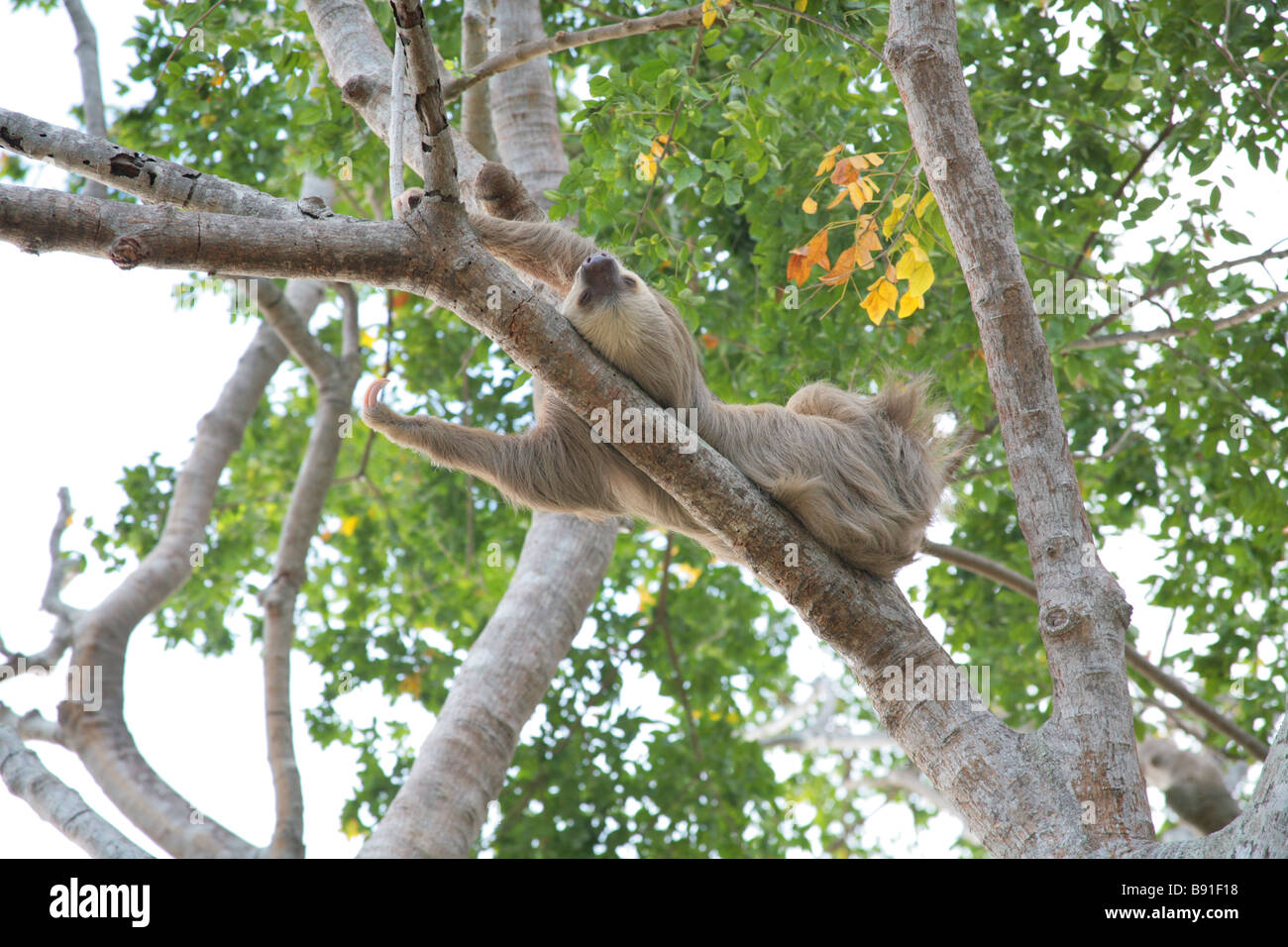 Hoffmanns zwei – Finger Faultier, Choloepus Hoffmanni gesehen in Panama City, Panama. Stockfoto