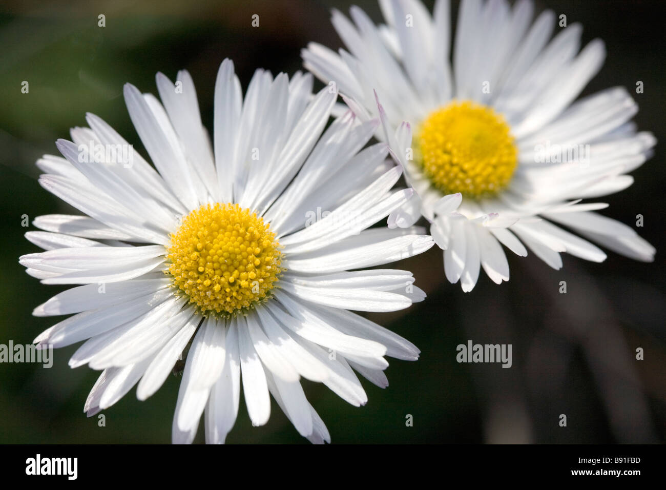 Gemeinsamen Feld Gänseblümchen, Cumbrian Garten, England UK Stockfoto