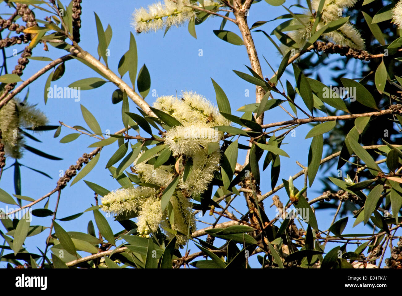 Melaleuca Quinquenervia in voller Blüte Stockfoto