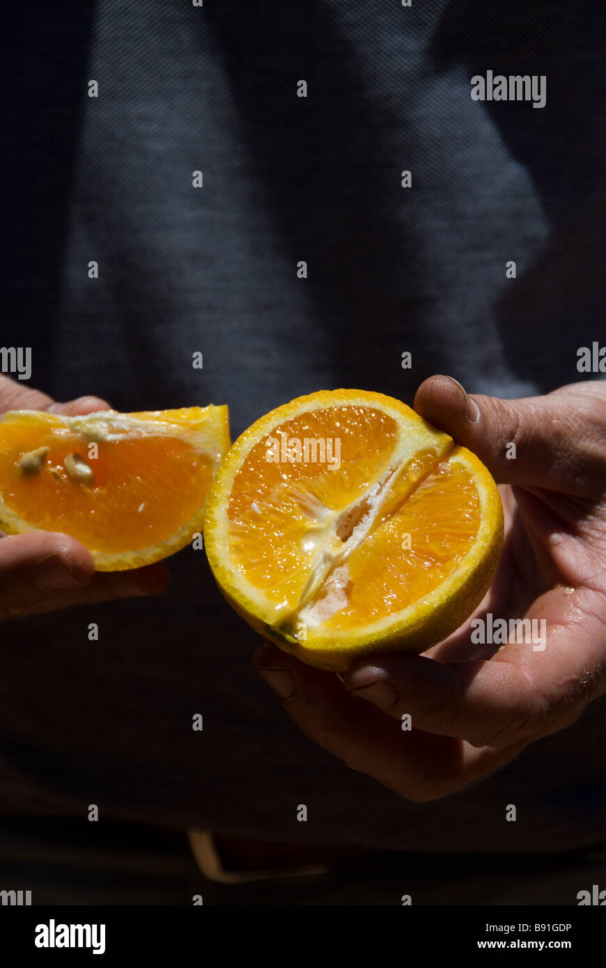 Waikerie Zitrus Bauer hält frisch geschnittenen Valencia Orange in South Australia Riverland Stockfoto
