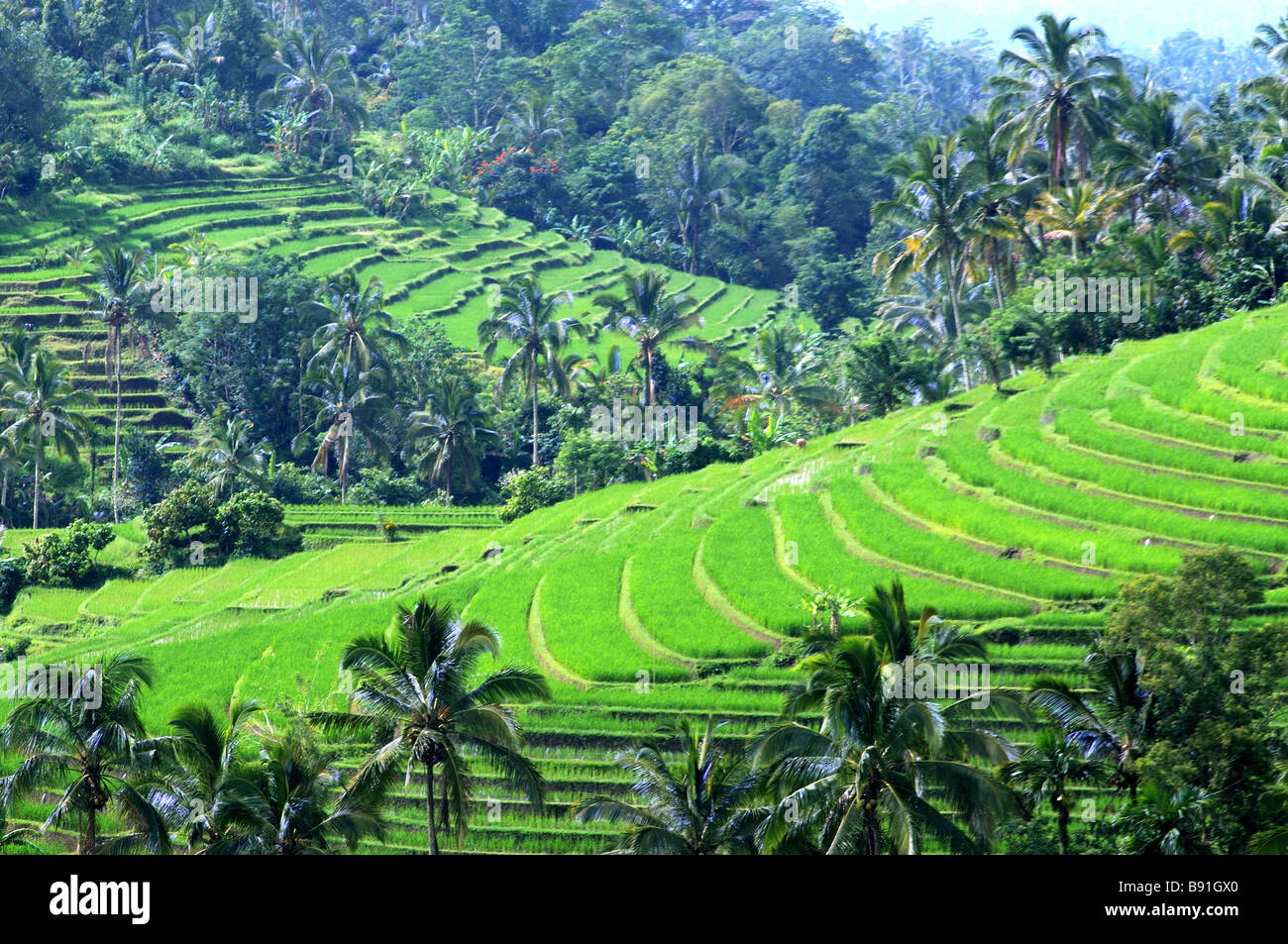 Jatiluwih Bali Indonesien Stockfoto