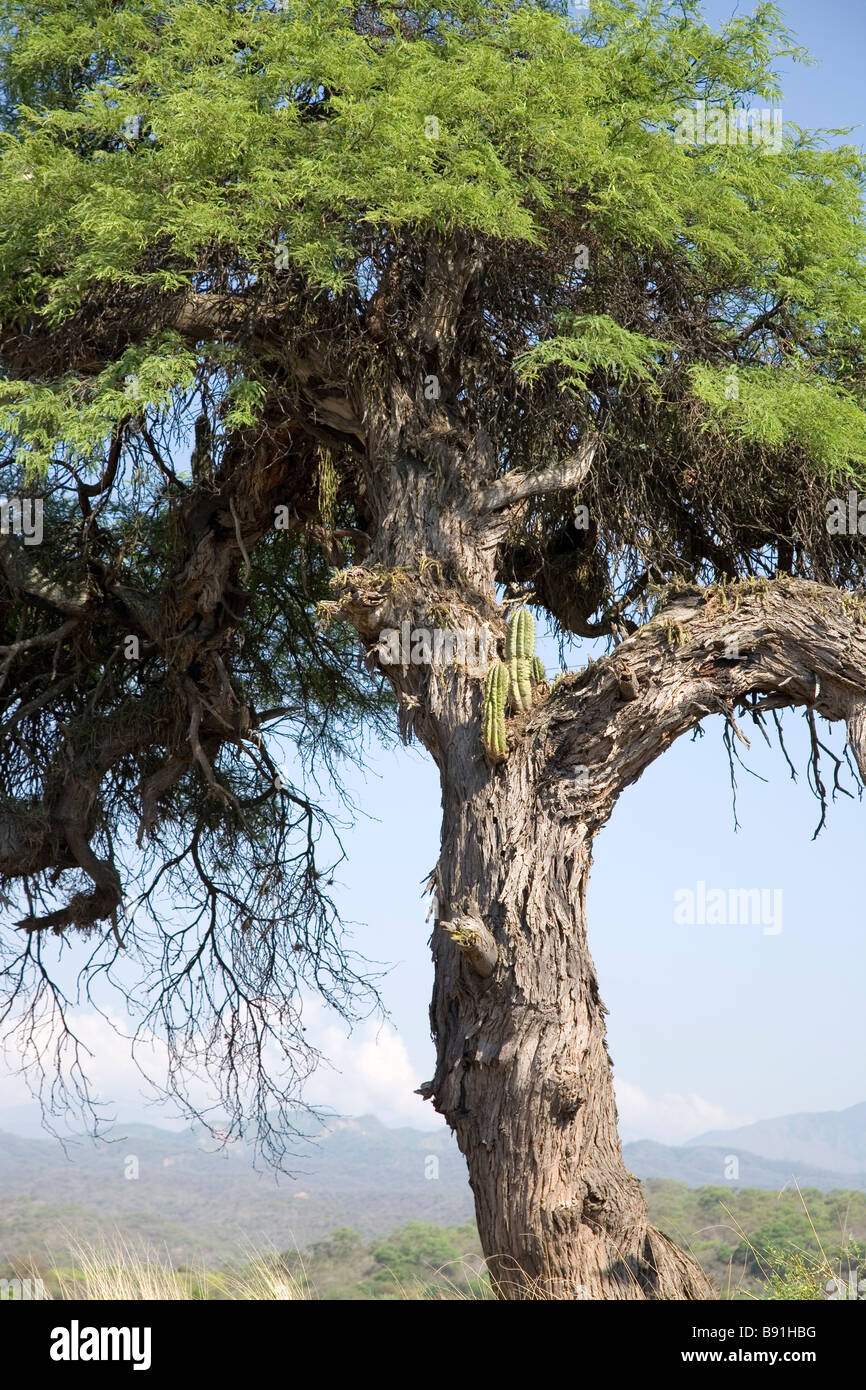 Algarrobo Baum mit Kaktus wchst dadurch Cafayate Schlucht, Provinz Salta,  Argentinien Stockfotografie - Alamy