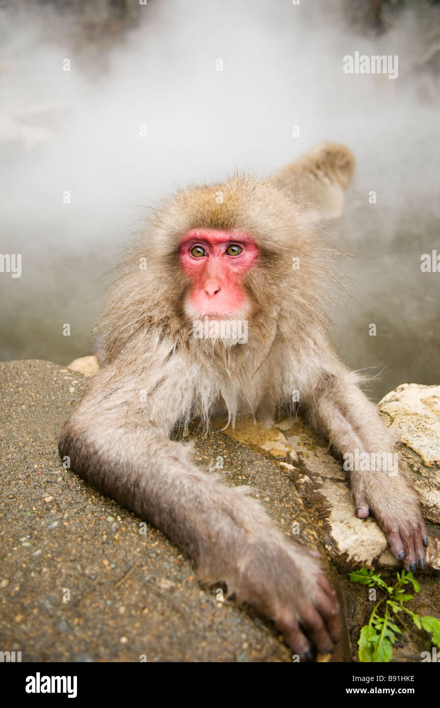 Japanischen Makaken Schnee Affe Jigokudani Monkey Park Nagano Japan Stockfoto