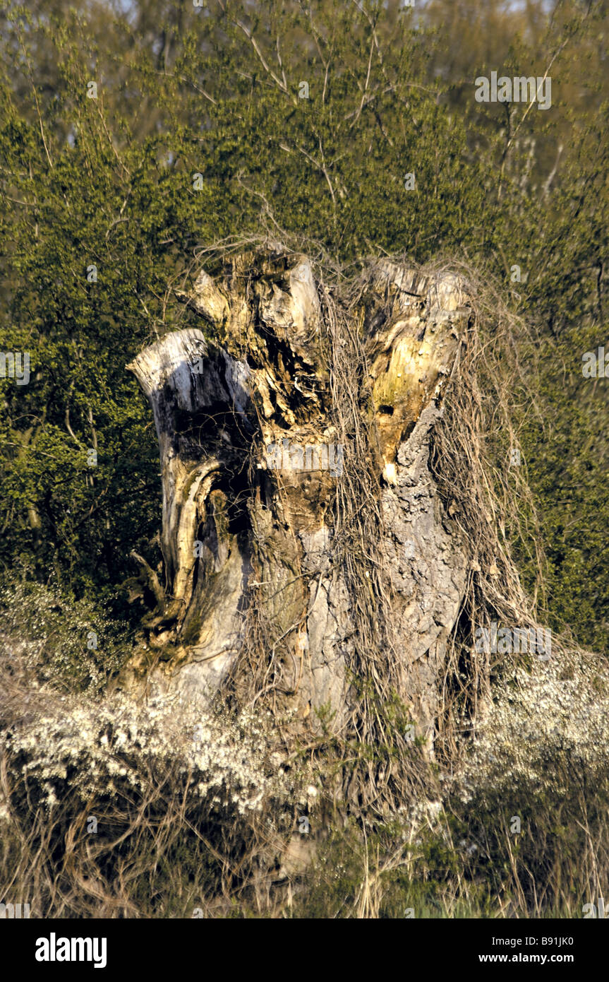 ein Alter und Tod Baum Stockfoto
