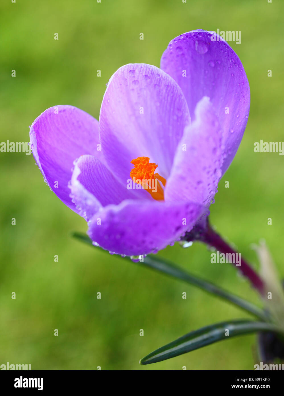 Crocus Vernus Grand Maitre Stockfoto