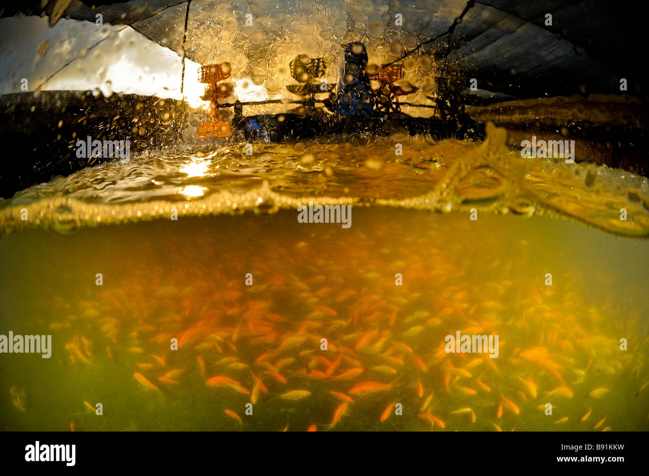 Israel Kibbuz Maagan Michael Koi Karpfen Cyprinus Carpiobreeding Pool in der Fischerei broschiert Stockfoto
