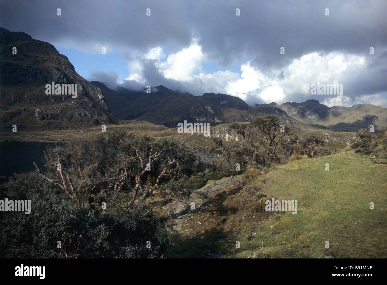 Polylepis Wald im Cajas Nationalpark in Ecuador Stockfoto