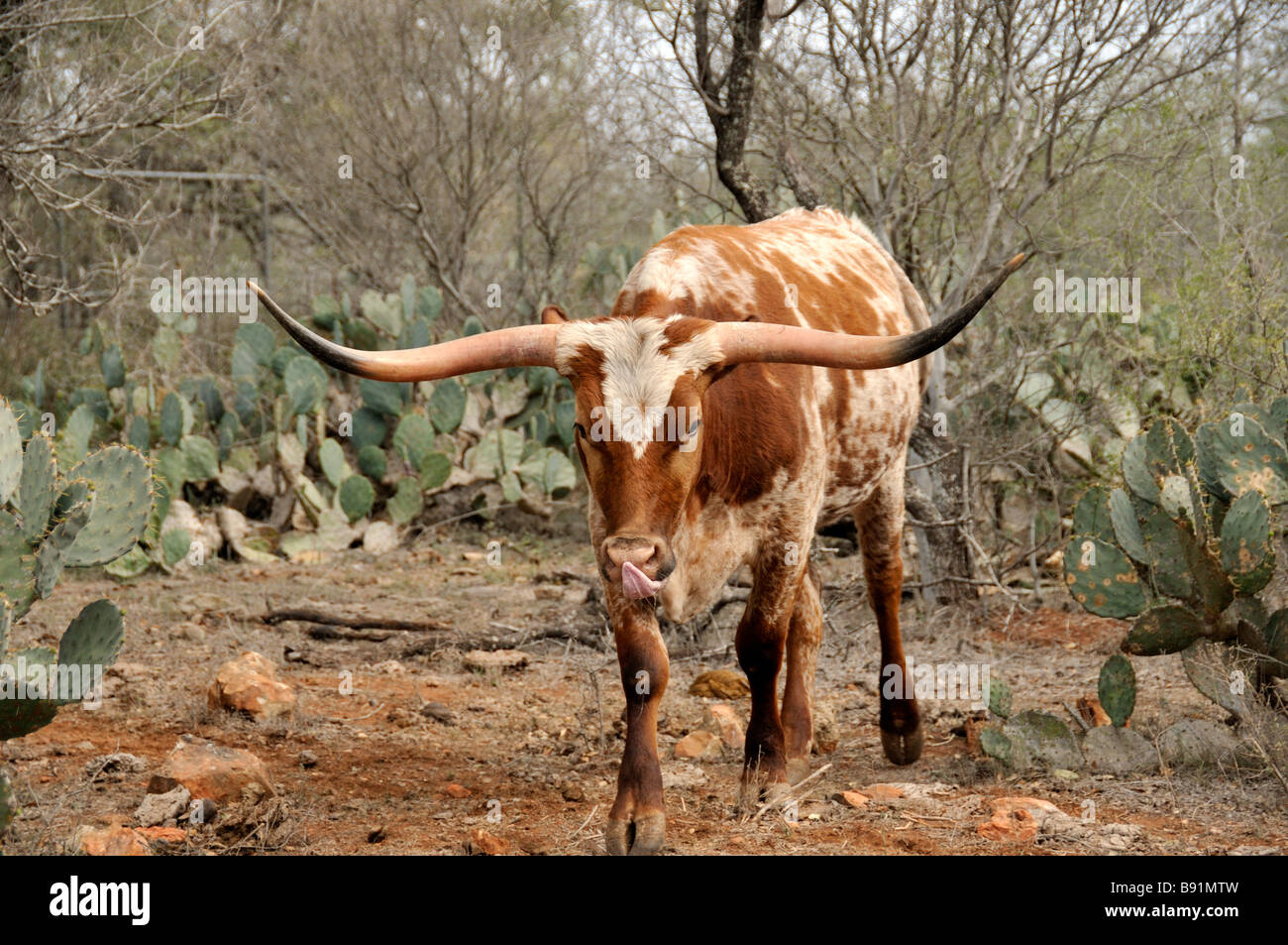 Texas Longhorn Stockfoto