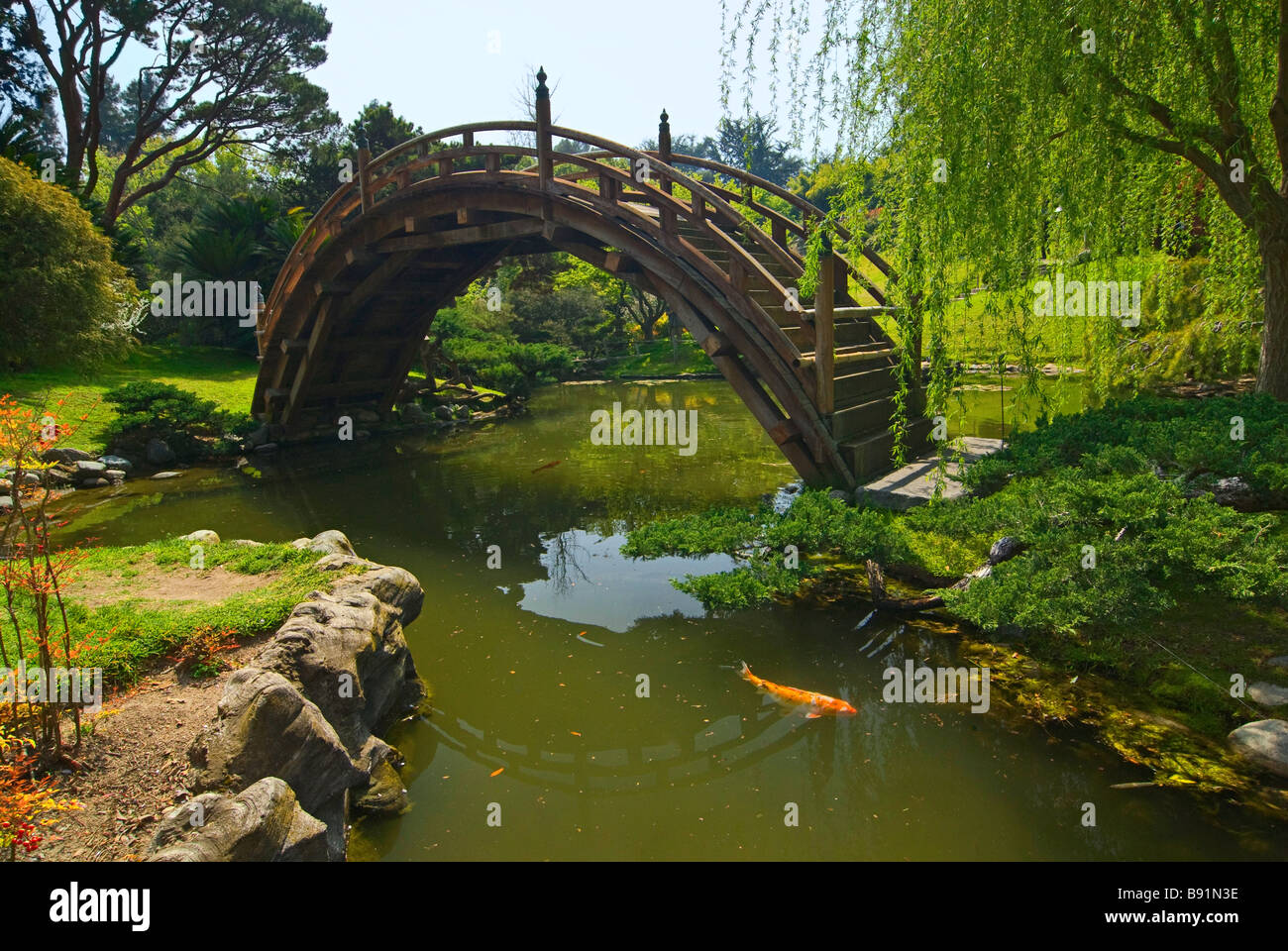 Japanischer lotusbaum Fotos und Bildmaterial in hoher Auflösung Alamy